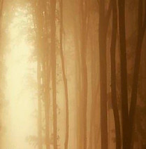 Trees.jpeg