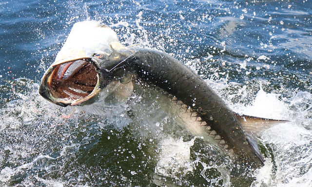 Mouche Chartreuse Tarpon 3/0 En Eau Salée 3/0 Mustad Mouche Chartreuse Tarpon 3/0 En Eau Salée 3/0 Mustad