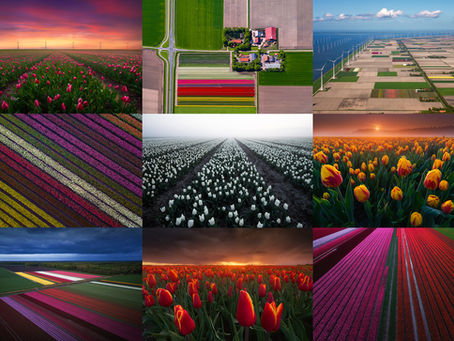 Dutch Tulips, From the Ground and Sky.