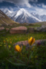 Wild Tulips in Kyrgyzstan - April 26