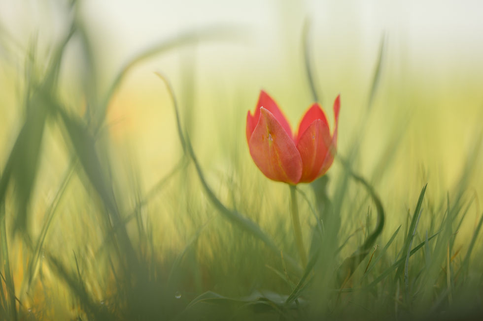 Wild Tulips in Muş , Turkey