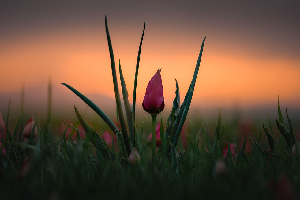 Wild Tulips in Muş , Turkey