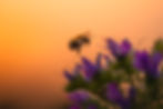 bee and flower at sunset