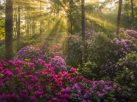 The Enchanted Rhododendron Forest