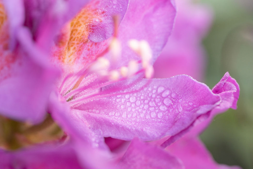 Rhododendrons in a Dutch forest with beautiful sunlight.