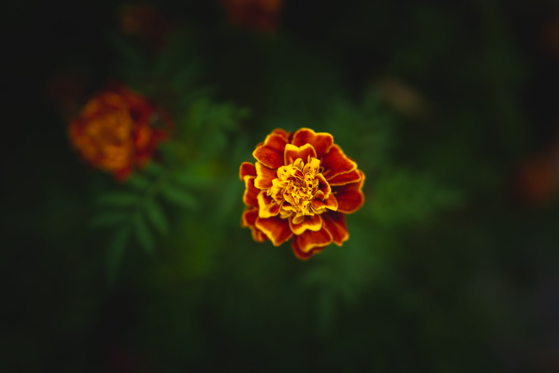 Macro