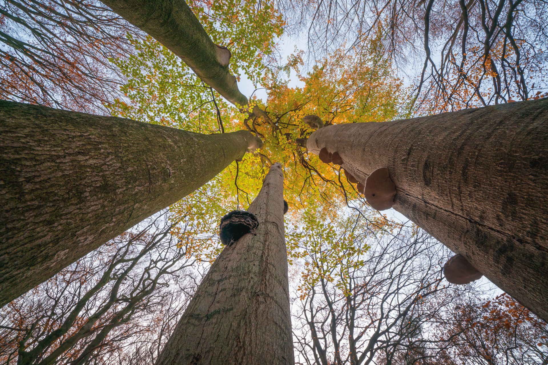 Golden_Autumn_AlbertDros-18