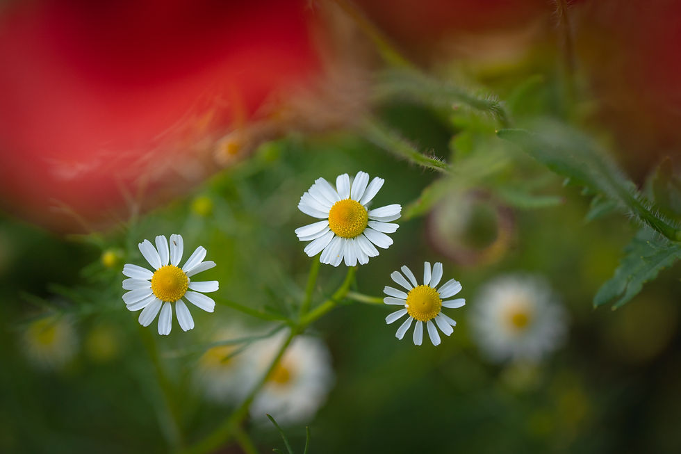 macro daisy