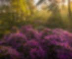 Rhododendrons in a Dutch forest with beautiful sunlight.