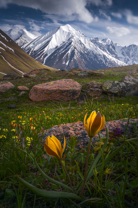 wild tulips in Kyrgyzstan.