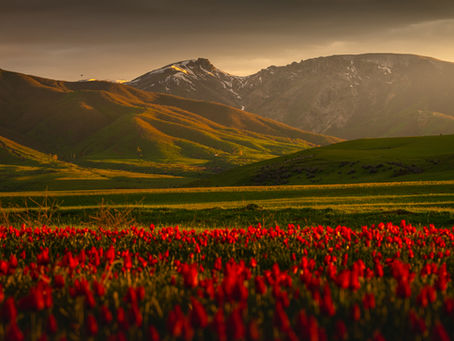 The Wild Muş Tulip of Turkey