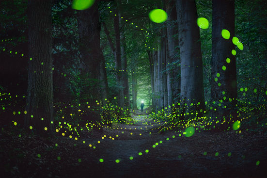 fireflies in forest in the Netherlands