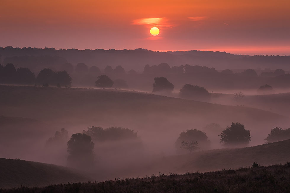 Purple Dutch by Albert Dros
