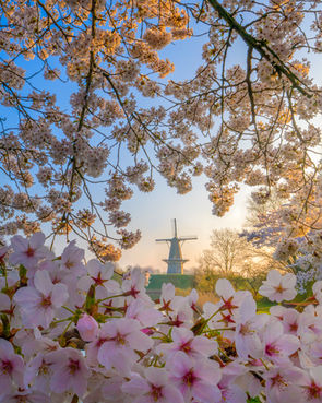 windmill in the Netherlands framed with blossom