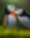 puffinsireland-1.jpg