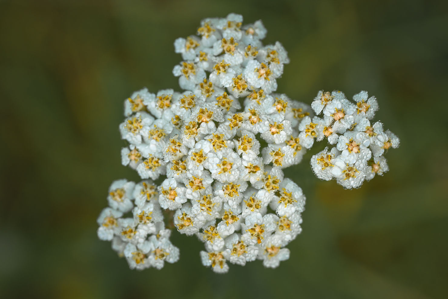 white macro flowers with dew drops