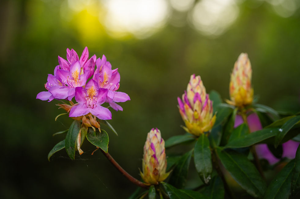 Rhododendrons in a Dutch forest with beautiful sunlight.