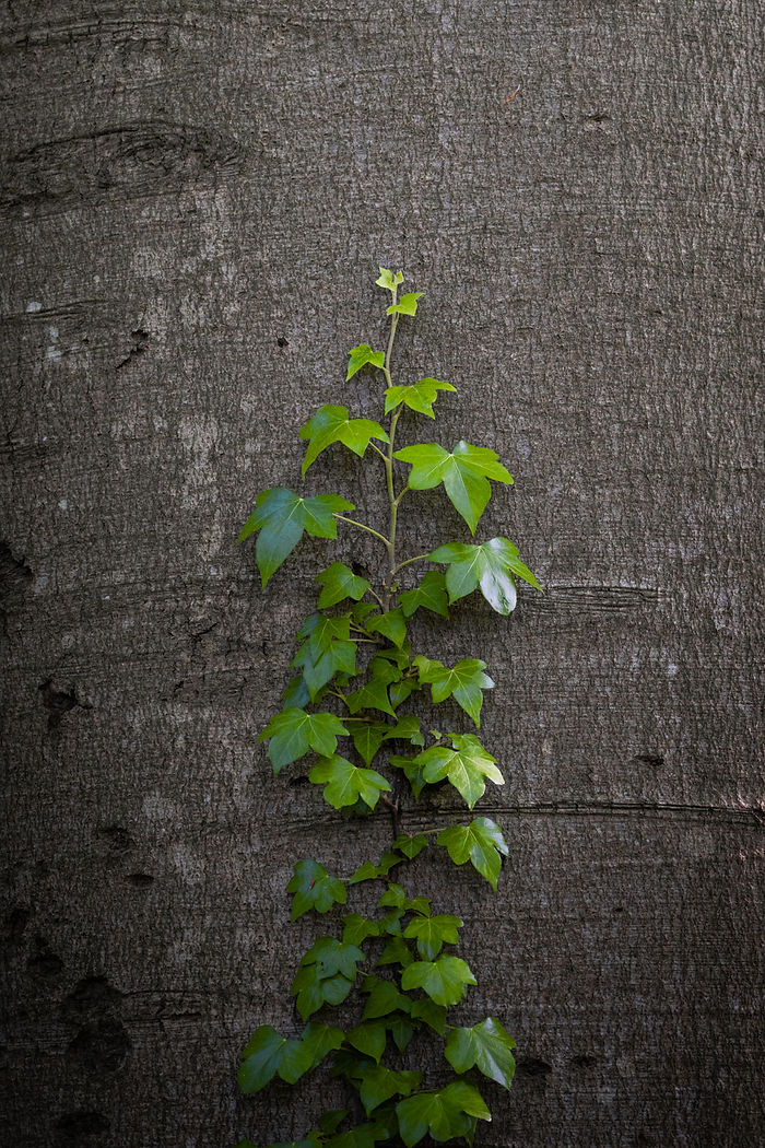 plants on tree