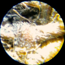 MICROSCOPE_edited_edited_edited_edited_edited.jpg