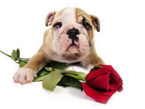 Finding Valentine's Joy in Wrinkles and Wiggles!