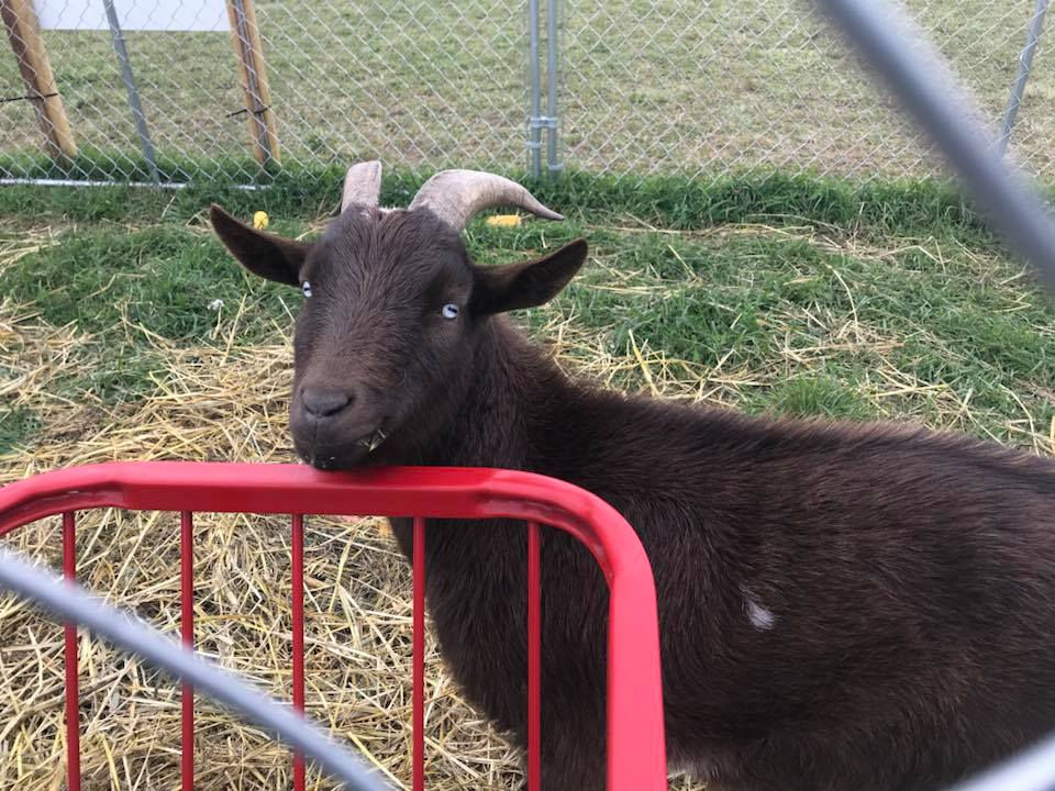 Barnyard Goats