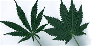 Cannabinoides medicinales en Puerto Rico