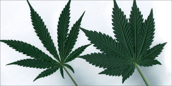 Cannabinoides medicinales en Puerto Rico