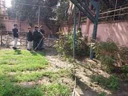 Cyberfair 2025 -  Dhaniya pata growing