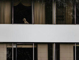 Gato sentado na janela de um prédio residencial
