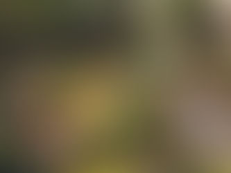 Projetos de hortas comunitárias e espaços verdes promovem saúde mental e convivência nos edifícios