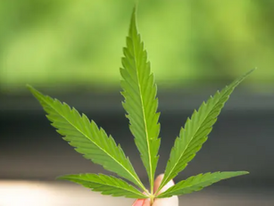 Homem é preso por plantar maconha e diz que droga era para avó