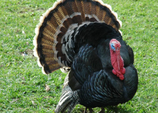 Sorocaba registra primeiro caso de gripe aviária em peru que vivia em condomínio