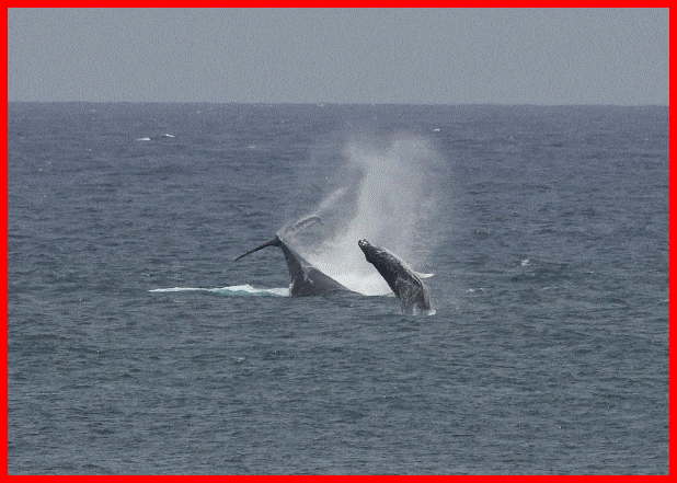 La saison des baleines à commencée