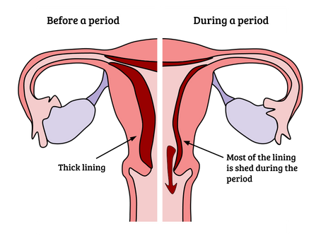 Why Do You Get Your Period?