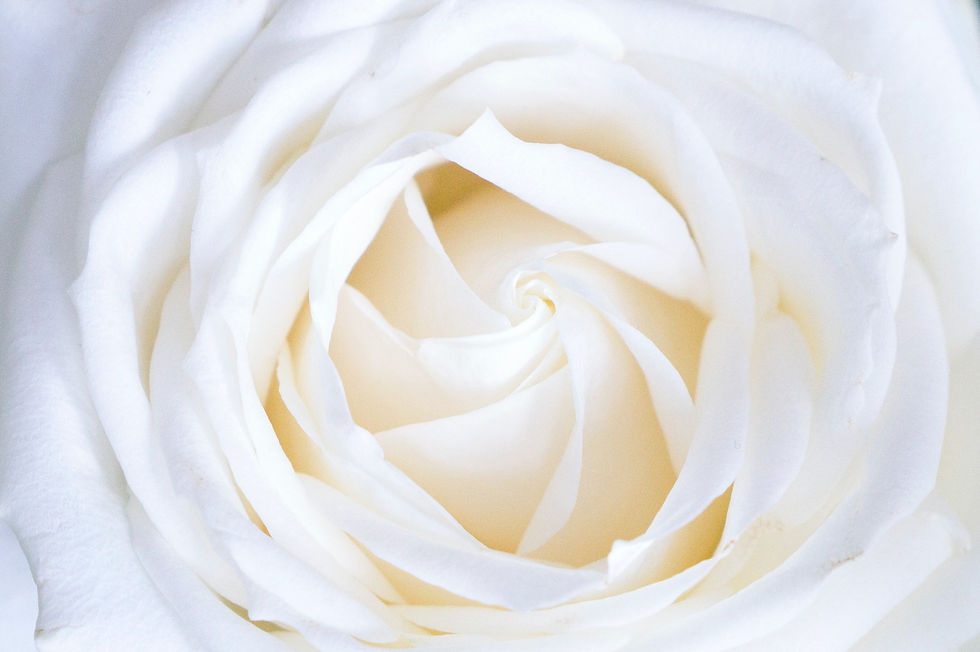 white rose.jpeg