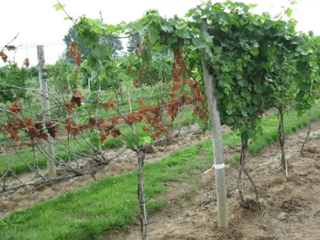 Vine collapse due to winter injury