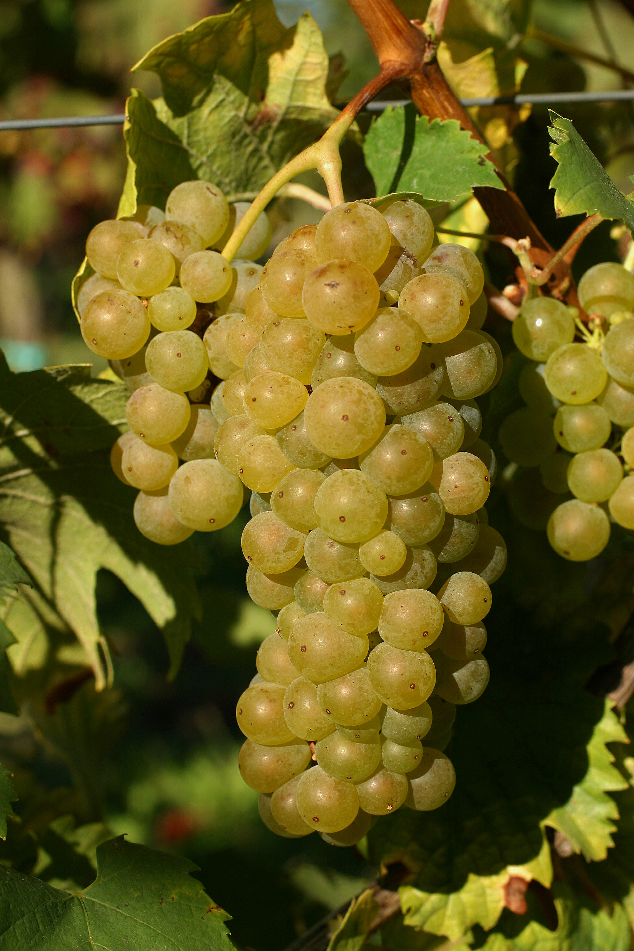 Riesling Italico | Amberg Grapevines