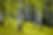 paper-birch-trees.jpg
