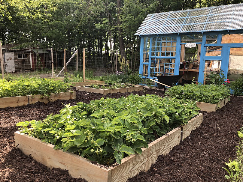 raised-strawberry-beds.jpg