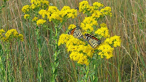 butterfly-monarch.jpg