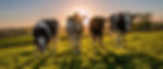 COWS.jpeg