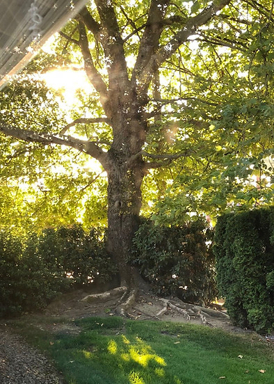 View from therapy window