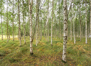 Plantering av plantor