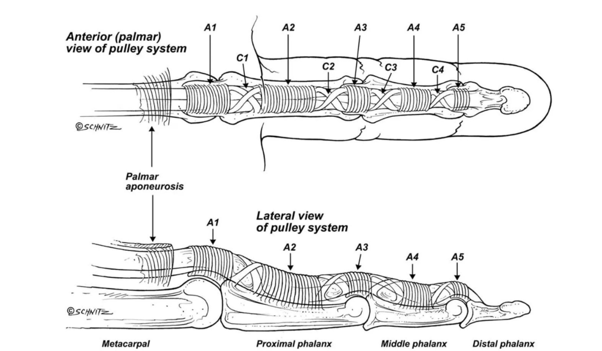 Demystifying Pulley Injuries in Rock Climbers
