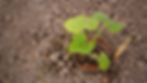 Copper tape around a courgette / zucchini plant