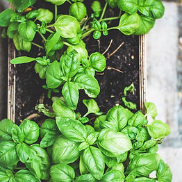 How to Grow Basil