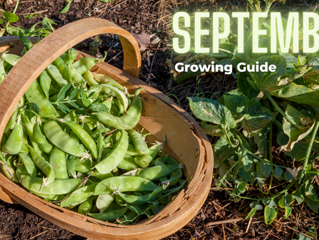 Growing guide series: September