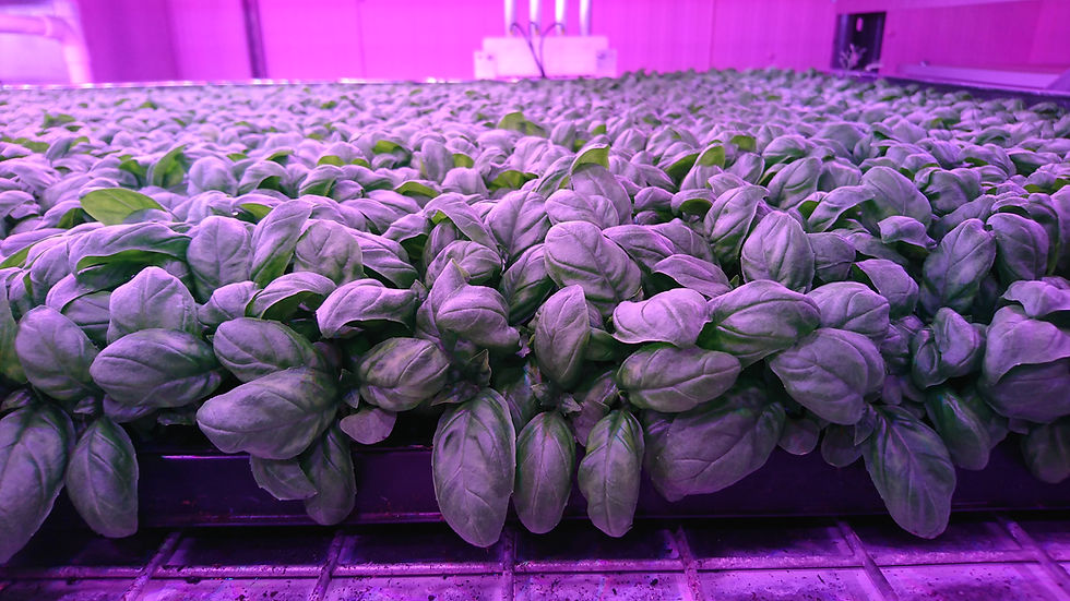 AllotMe Case Study Vertical Farm Integrated Growth Solutions