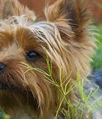 Cooper