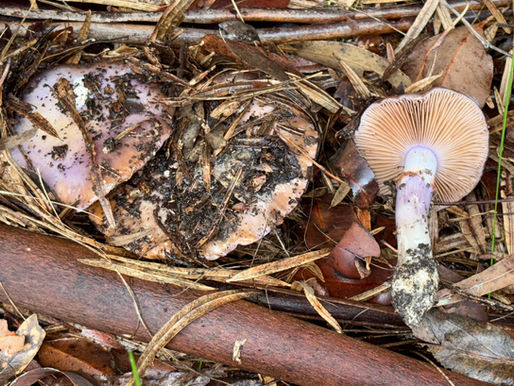 Fungi Photography: For Science